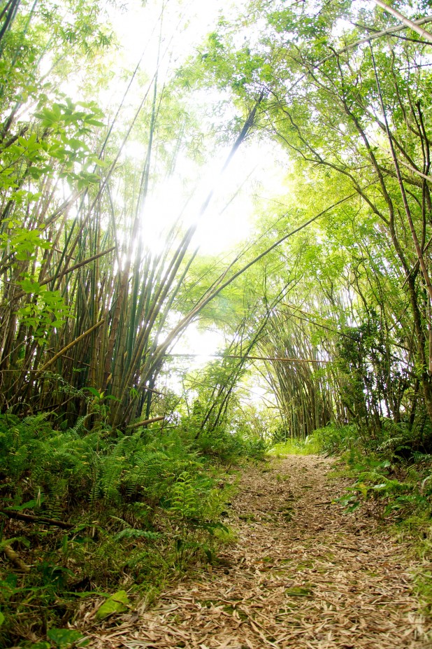 Bamboo Forest