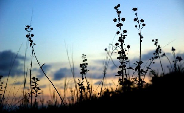 Weeds