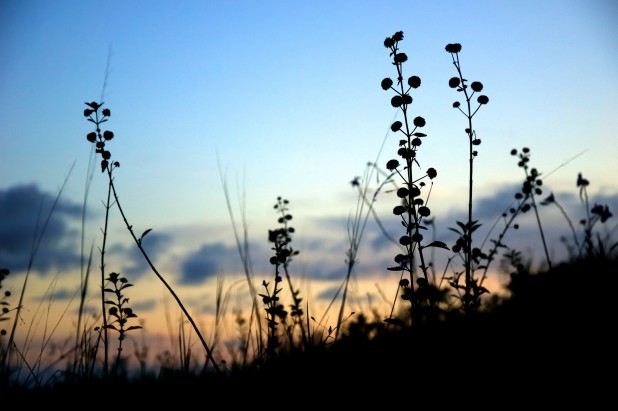 Weeds