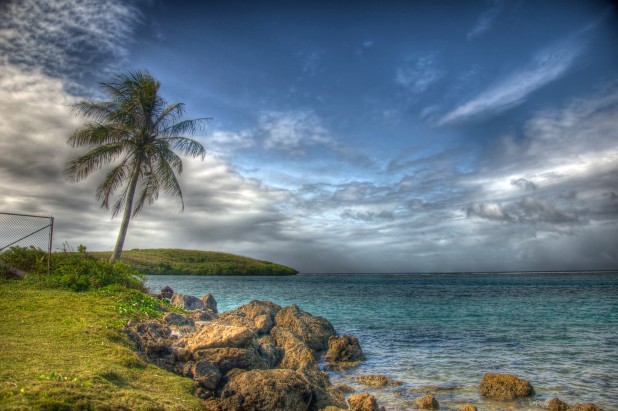 Coconut Tree at Piti Channel