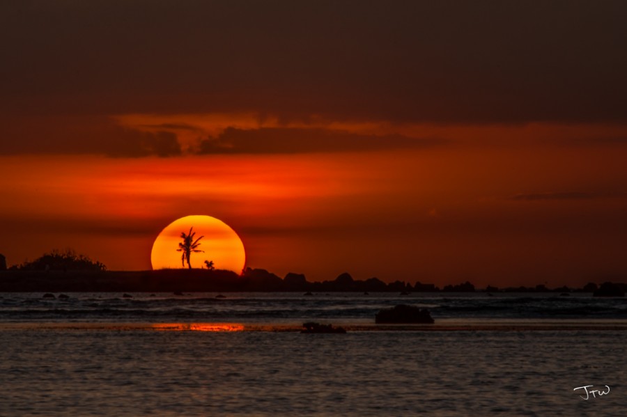 Tree Sunset